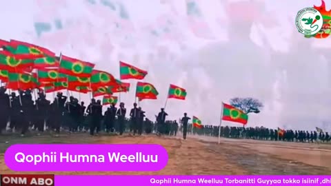 Qophii Humna Weelluu ONM-ABO Hagayya 20-2024 itti dhiyaadhaa!