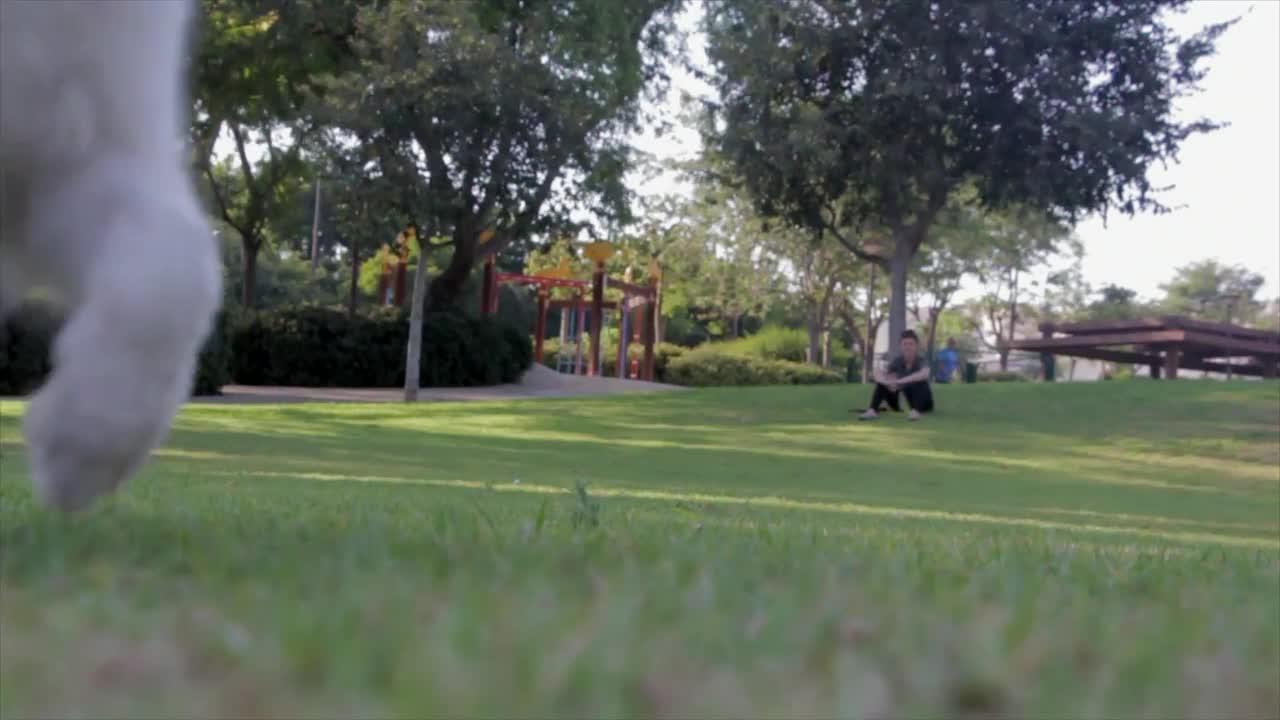 Pet dog playing in the park