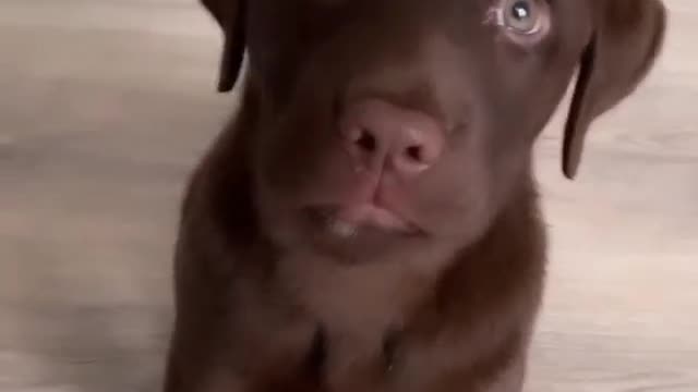 little dog watching owner
