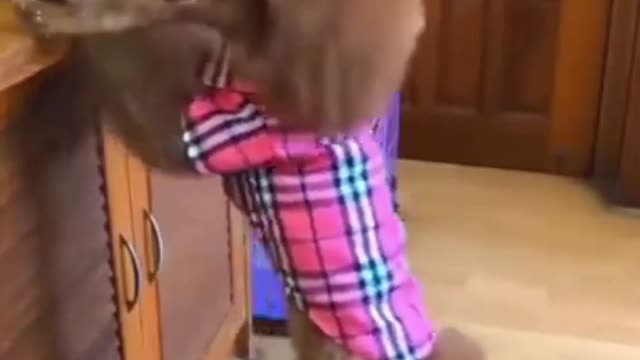 Anhu is a smart and cute dog, see what he does lol