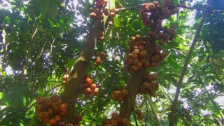 Ficus Nota | Tibig
