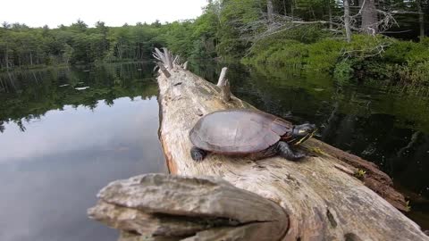 Turtle