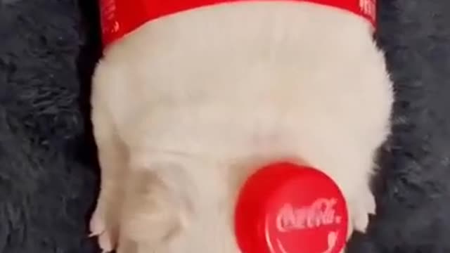 Coca Cola Dog🤣😍Cute Dog