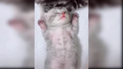 Funny Cat Vids to Keep You Smiling!