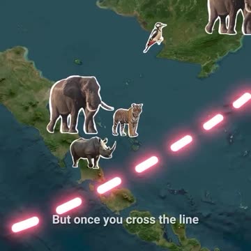 Why animals don't cross this mysterious line?