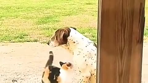 Cats and Dogs Story 10