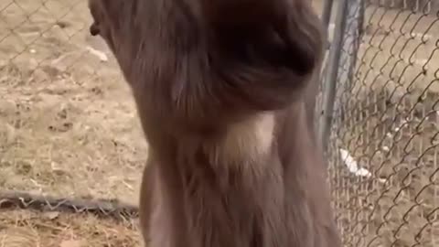 Funny animal