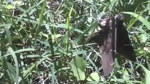 Mariposa descansa um pouco no mato ao sol do meio dia, e vai embora [Nature & Animals]