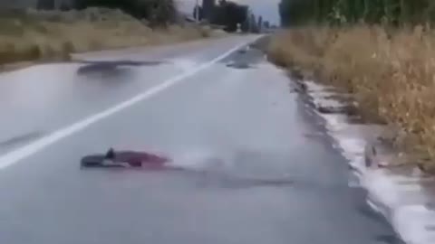 This is a beautiful and charming water-dwelling species