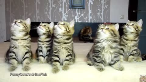 cats are very naughty