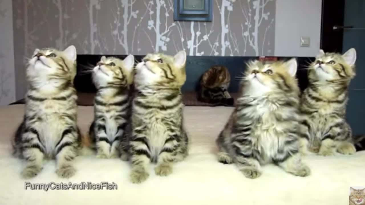cats are very naughty