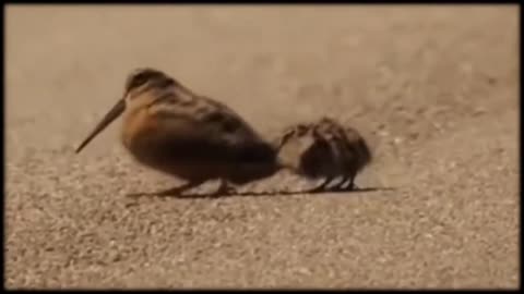 American woodcock luring worms