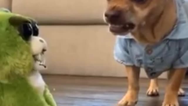 Funny animl3