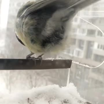 Moscow Chickadees coping through big snow dump