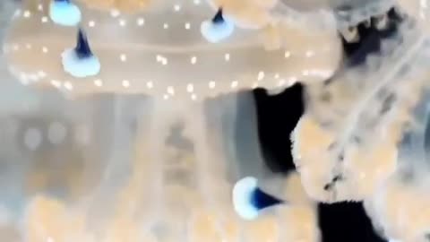 WHITE SPOTTED JELLY FISH