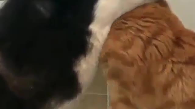 cute pet puppy