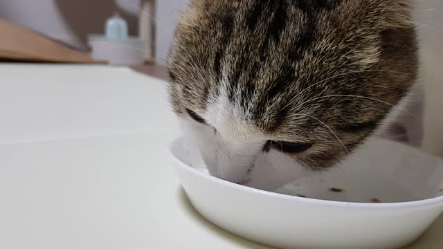 A baby cat eating delicious canned food.