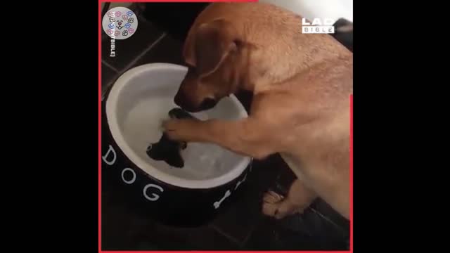 Dopey Dogs amusing paws -Funny Dog Videos 2021 #2