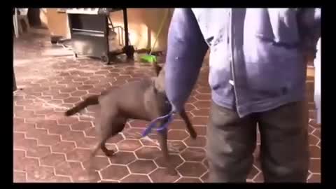 How to make a dog become fully aggressive training video !