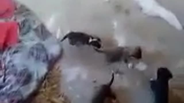 Here come the puppies (606pv)