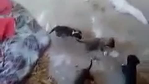 Here come the puppies (606pv)