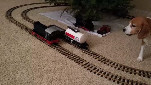 Hampton the Beagle, Model Train Frustrates this Beagle