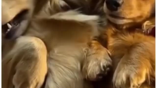 Top Funny Cute Dog Videos