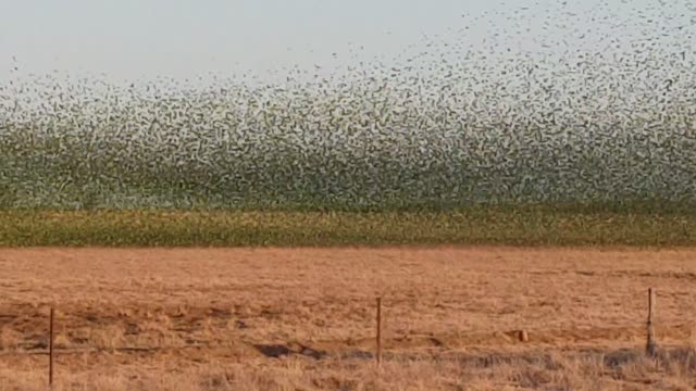 Massive Murmation of Budgerigars