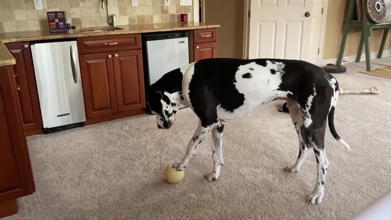 Great dane is embarrassed top get caunght howling in the act