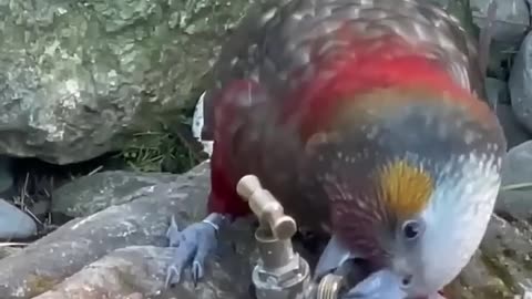 Bird's video | funny birds | #birdsvideo