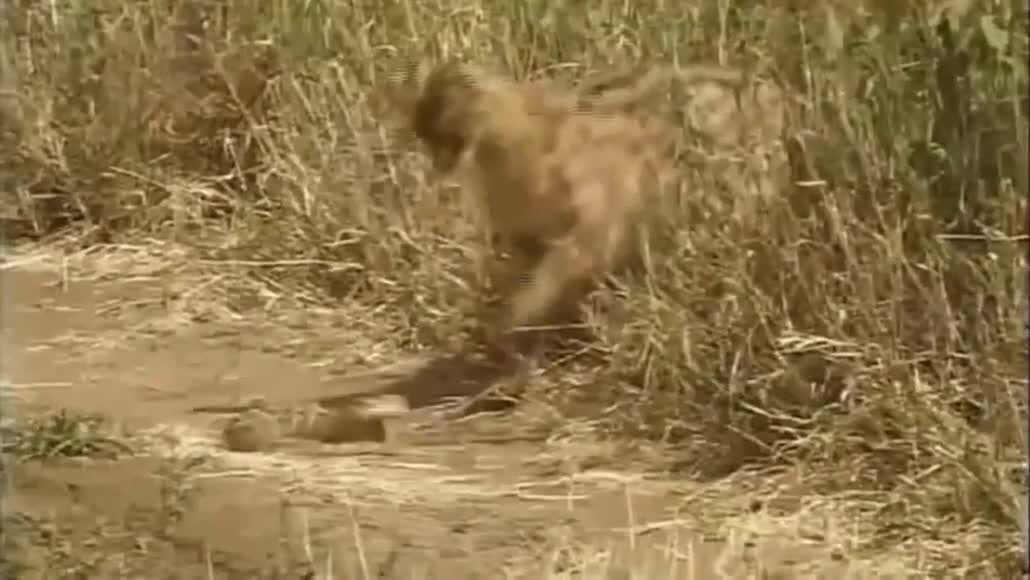 Leopard in the face of a giant snake in Africa _ and the end is shocking !!