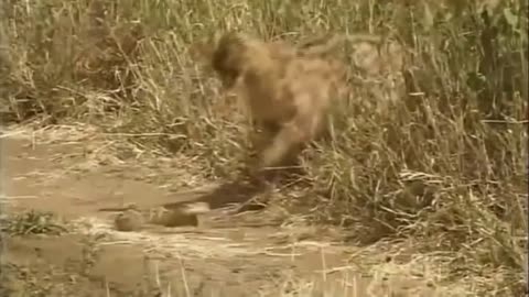 Leopard in the face of a giant snake in Africa _ and the end is shocking !!