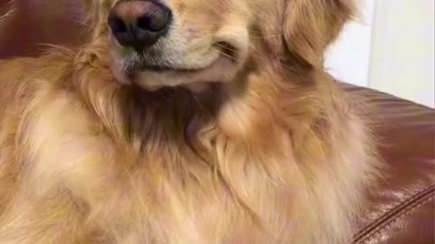 Funny animals videos 2024 😂 Try not to laugh