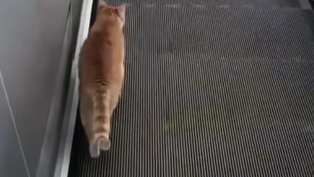 You laugh you lose 😂 Funniest Animals 😂