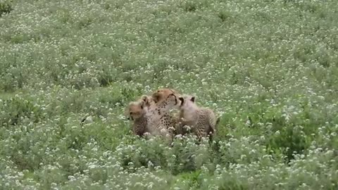 Cheetah Mum and cubs captured near Mt. Kilimanjaro