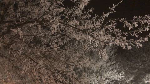 Feather Snow at night