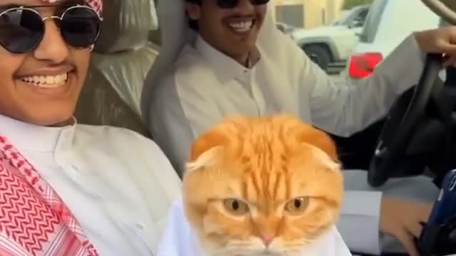 reaction video for Most famous arabic cat in the world funny cat takes money