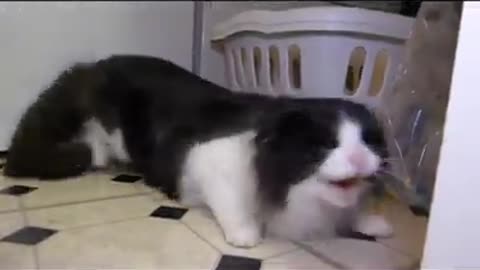 Cat videos very funny good