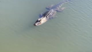 Wildlife at Lake Harris’ Venetian Garden (Alligator)