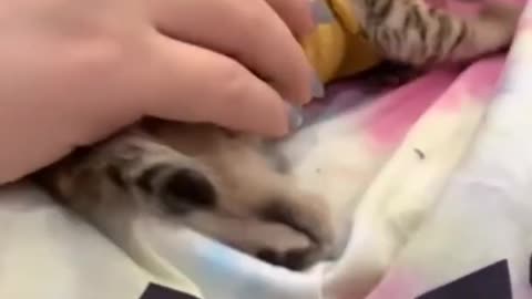 Funny cats OMG!! So Cute _heart_️ - Shorts