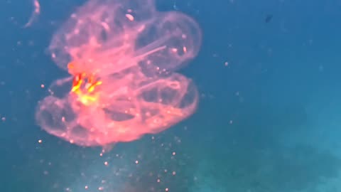 Salp In The Sea