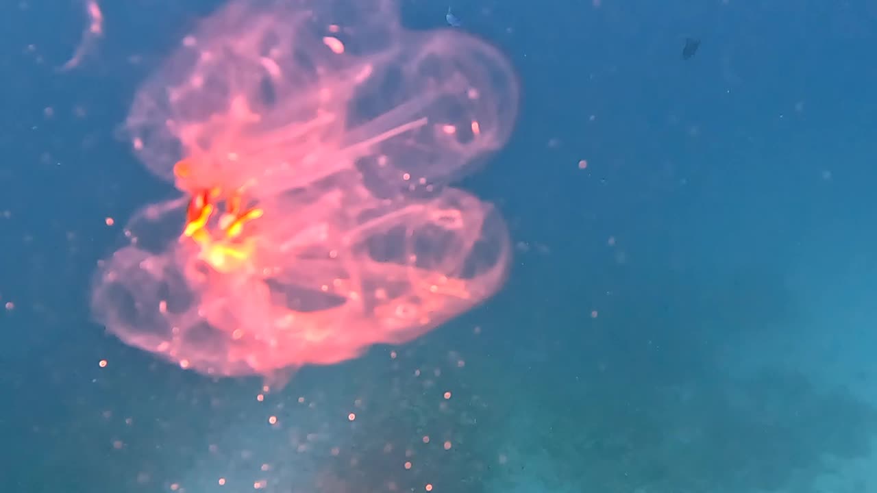 Salp In The Sea