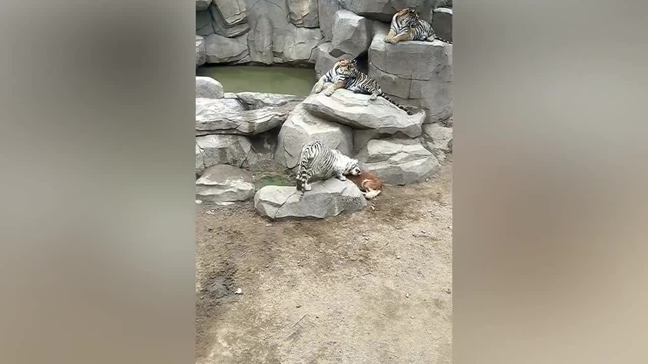 Tigers spotted playing with Labrador Retriever 'mum' in Chinese zoo