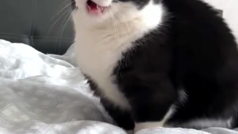My cat