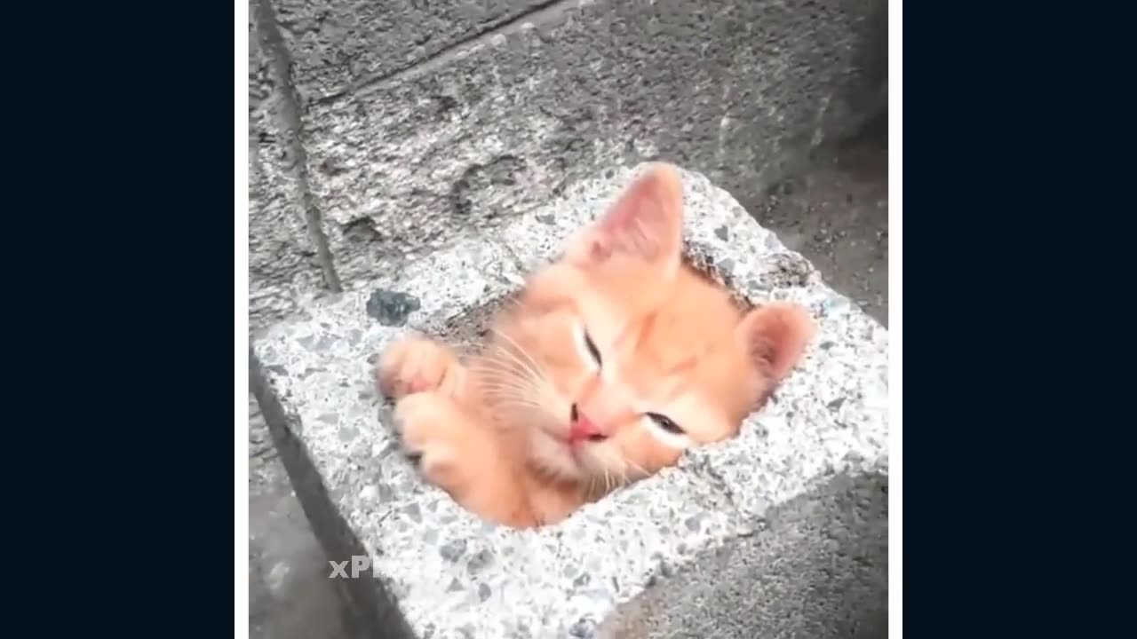 VERY FUNNY CATS