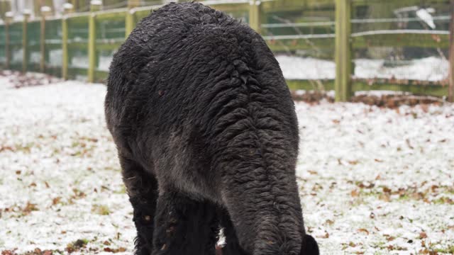 black-alpaca-eating-grass