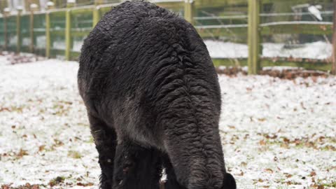 black-alpaca-eating-grass