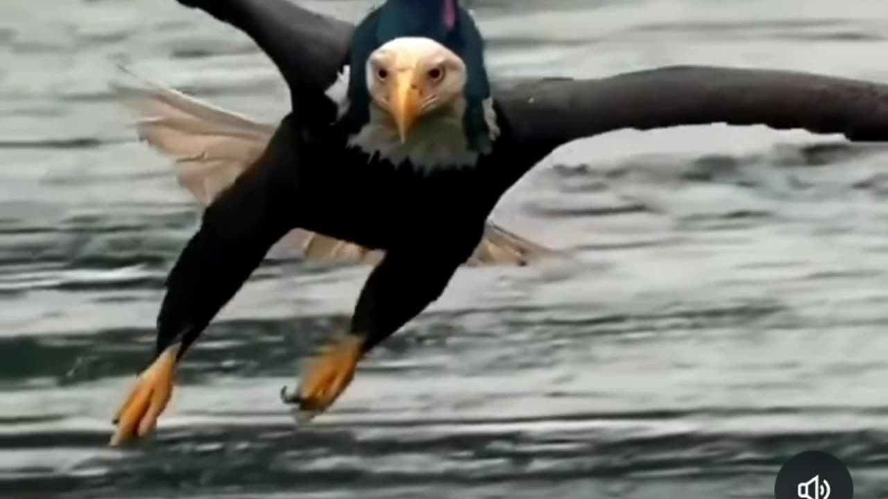 Fair Use