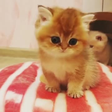 Cute is very sad now whay I don't know