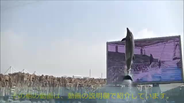 dolphin 🐬 show most amazing video shows